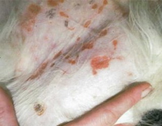 Збудник стрептодермії може передаватися від хворої корови тваринам і людям